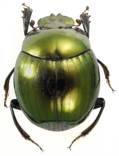 Epilissus splendidus