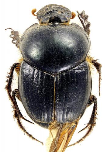 Helictopleurus marsyas