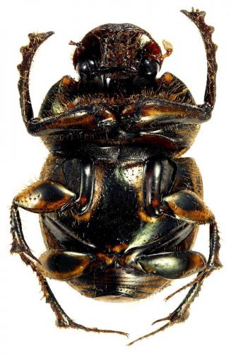 Onthophagus sp.