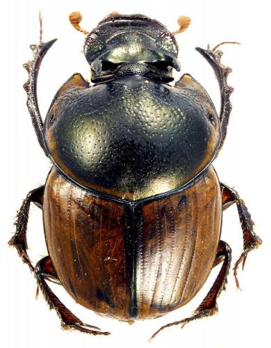 Réf. 96 381 : Onthophagus sp.