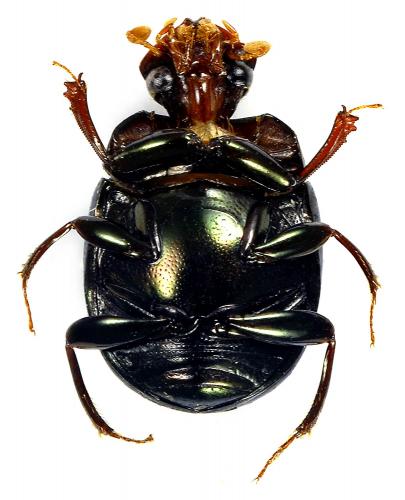 Arachnodes robinsoni