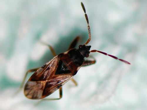 Réf. 96 875 : Scolopostethus sp.