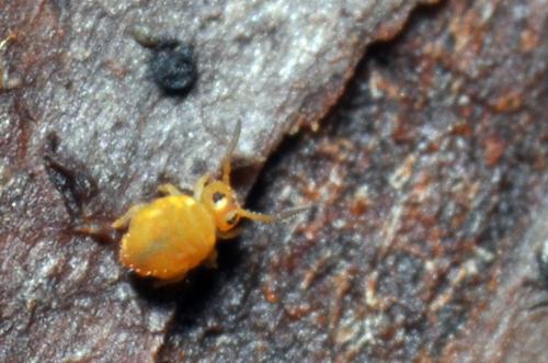 Réf. 96 251 : Sminthurinus aureus