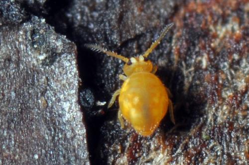 Réf. 96 444 : Sminthurinus aureus