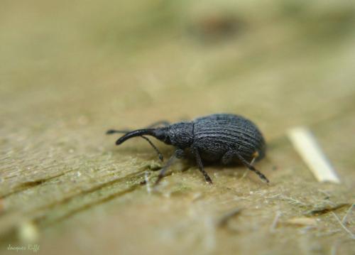 Ischnopterapion sp.