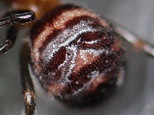 Steatoda grossa