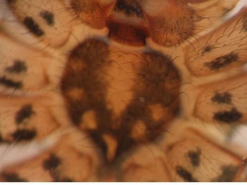 Tegenaria sp.
