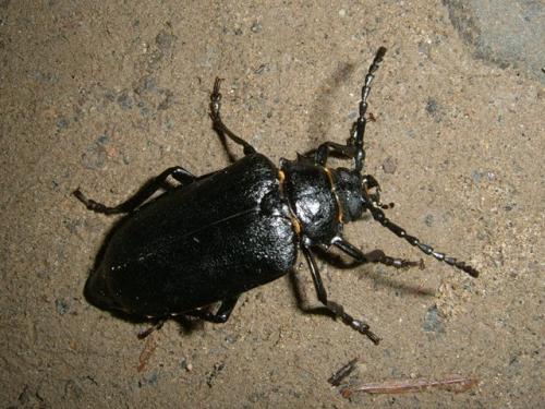 Réf. 96 443 : Prionus coriarius