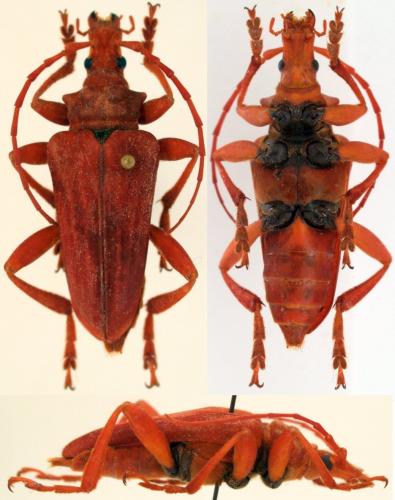 Réf. 96 691 : Suzelia coccinea