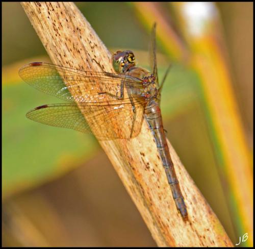 Sympetrum striolatum