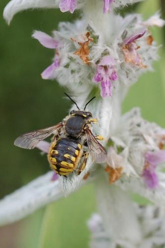 Réf. 96 377 : Anthidium manicatum
