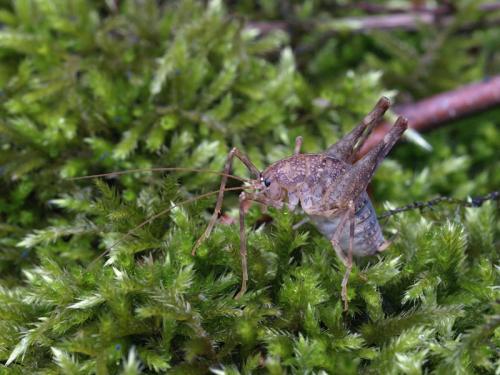 Réf. 96 805 : Troglophilus sp.