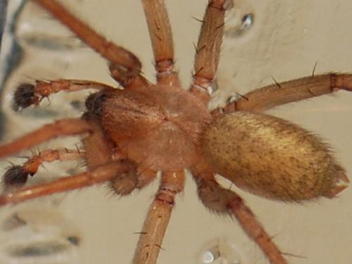 Eratigena fuesslini