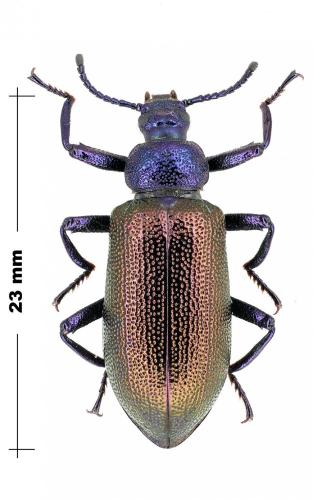 Réf. 96 607 : Metallonotus metallicus