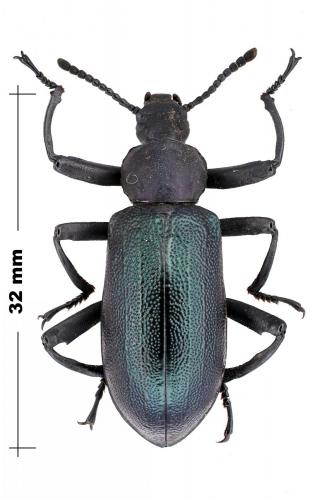 Odontopezus cupreus cupreus