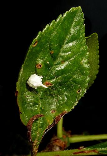 Paidiscura pallens