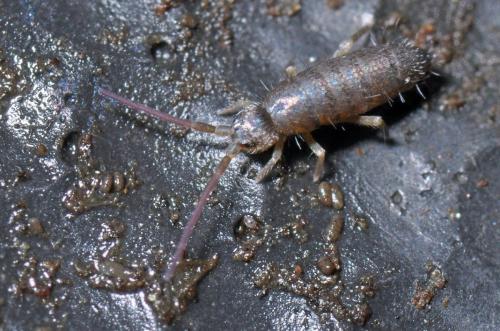 Tomocerus minor