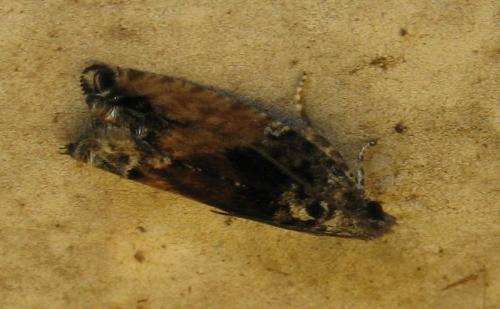 Epinotia nisella