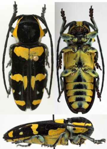 Tragocephala nobilis