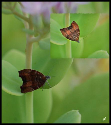 Choreutis nemorana