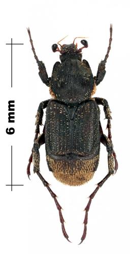 Microvalgus carinulatus