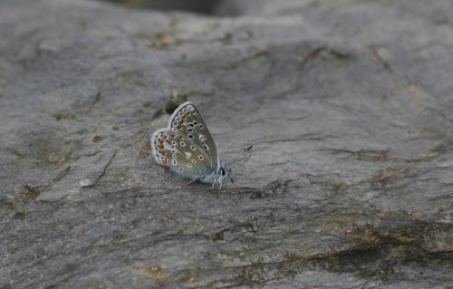 Polyommatus sp.