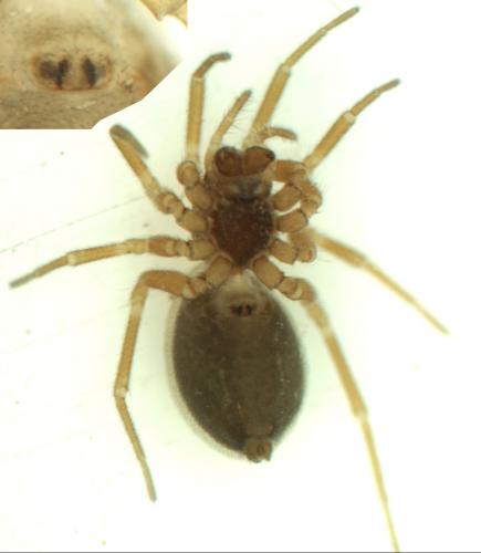 Oedothorax apicatus