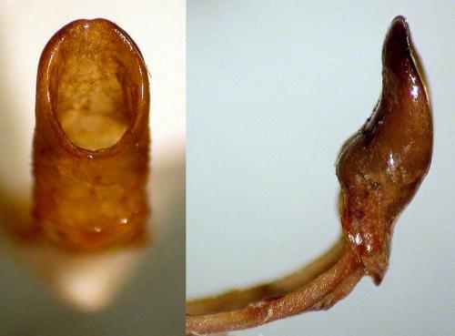 Encya albostriata