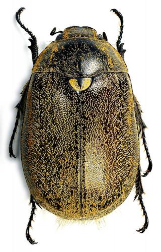 Encya albostriata