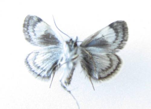 Réf. 96 849 : Metaxmeste sp.