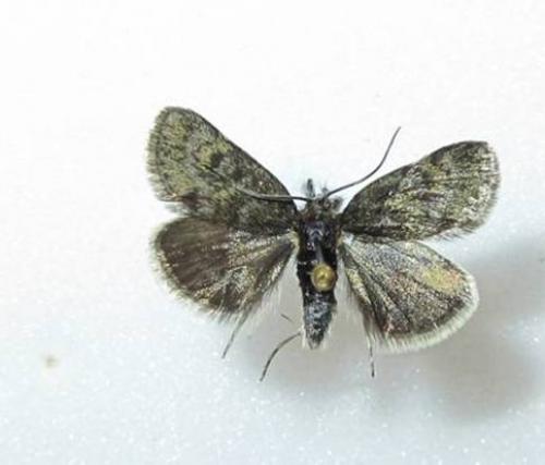 Réf. 96 848 : Metaxmeste sp.
