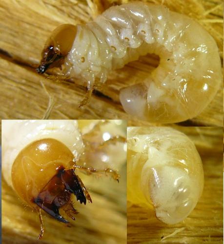Réf. 96 846 : Dorcus parallelipipedus