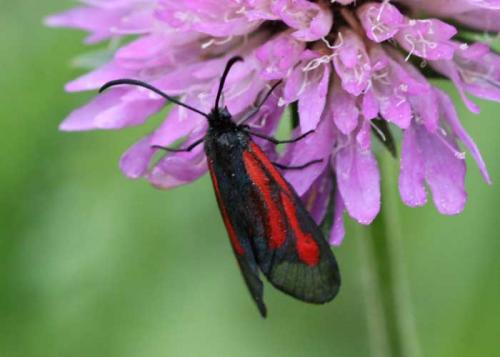 Zygaena sp.
