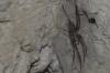 Tegenaria sp.