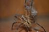 96626 – Photo : Pierre Chico-Sarro – France (69)