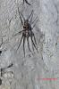 Tegenaria sp.