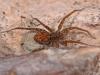Pardosa sp.