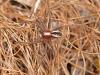 Thanatus sp.