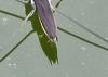 96633 – Photo : Marcello Consolo – Italie