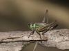 96464 – Photo : Michel Guinchard – France (69)