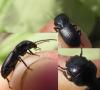 Dixus clypeatus
