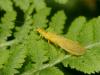 96609 – Photo : Pierre Gros – France (06)