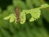 96039 – Photo : Pierre Gros – France (06)