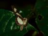 96173 – Photo : Alexandre Vinot – Guyane française