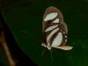 96174 – Photo : Alexandre Vinot – Guyane française