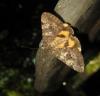 96638 – Photo : clovis – France (30)