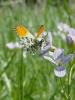 96789 – Photo : Annie Schaetzel – France (54)