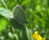 96785 – Photo : clovis – France (89)