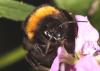 Bombus sp.