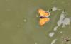 96577 – Photo : Gilles SALAMA – France (81)
